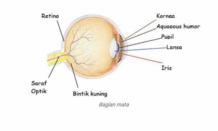 Pembahasan Lengkap Alat Optik Mata (Bagian, Fungsi dan Rumus)
