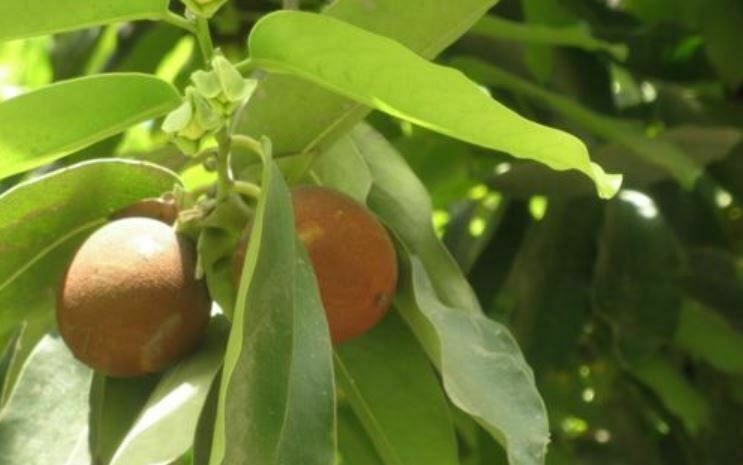 Ciri-Ciri Perbedaan Tumbuhan Monokotil dan Dikotil