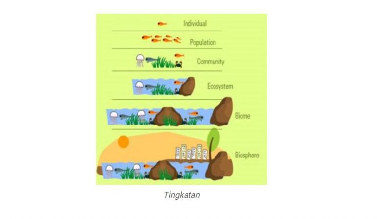 Pengertian Ekosistem, Komponen, dan Macam-macamnya