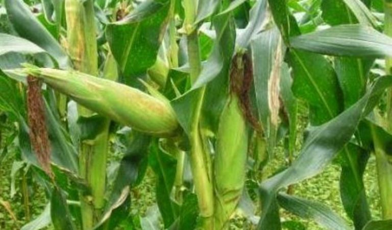 Pengertian dan Contoh Tumbuhan Akar Serabut