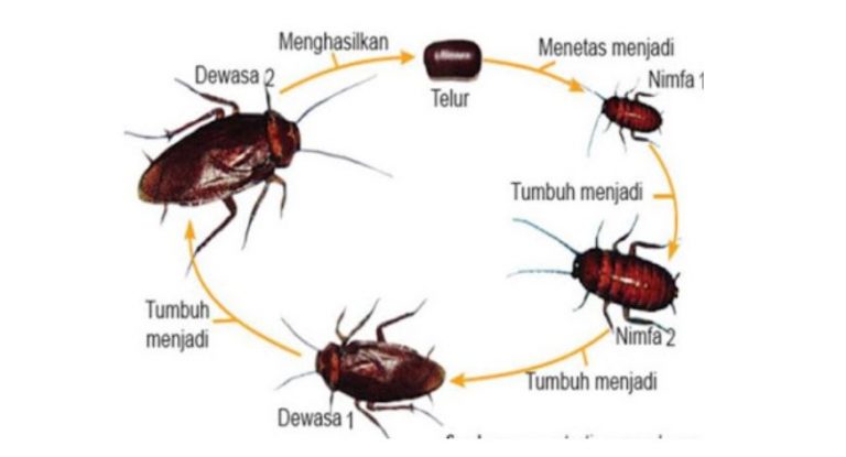 Pengertian, Contoh Metamorfosis Sempurna dan Tidak Sempurna