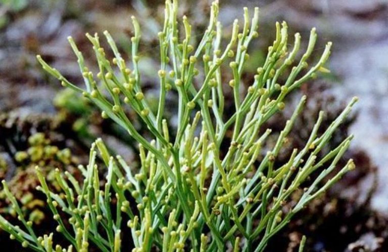 Klasifikasi, Struktur dan Peranan Tumbuhan Paku