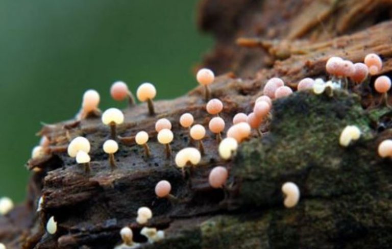 Pengertian Protista dan Ciri-Cirinya