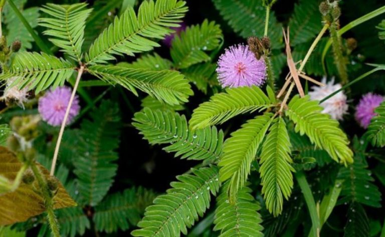 Pengertian Gerak Endonom Esionom Dan Higroskopis Lengkap