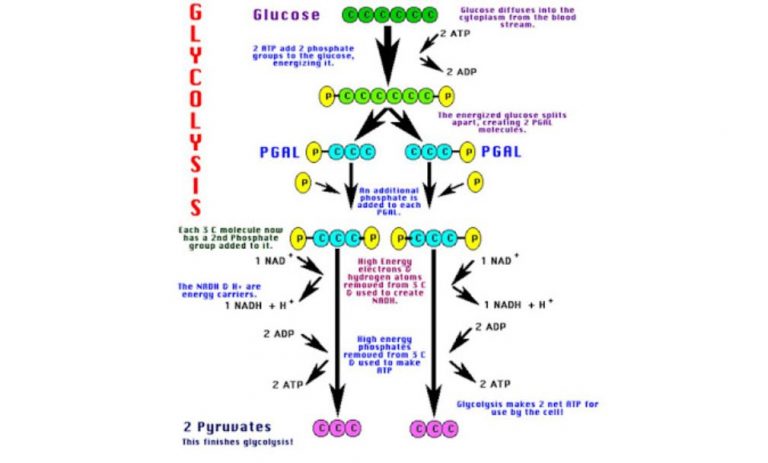Proses Dan Tahapan Glikolisis