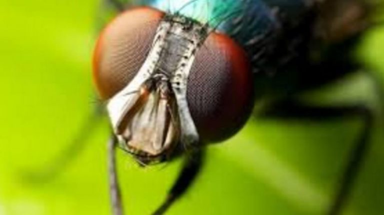 Proses Metamorfosis Lalat dari Telur - Lalat Dewasa