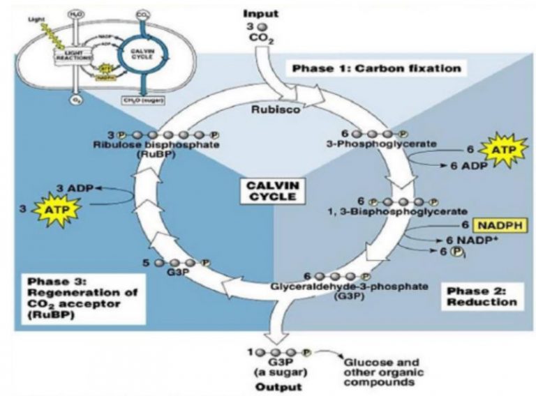 Reaksi Gelap Fotosintensis (Siklus Calvin)
