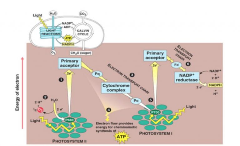 Reaksi Terang Dalam Fotosintesis