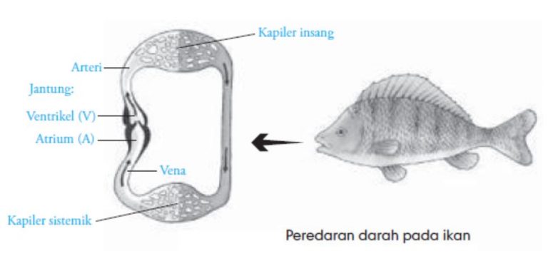 Sistem Peredaran Darah Hewan Vertebrata dan Invertebrata