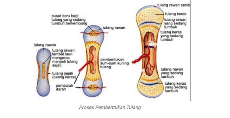 Ringkasan Singkat Proses Pembentukan Tulang