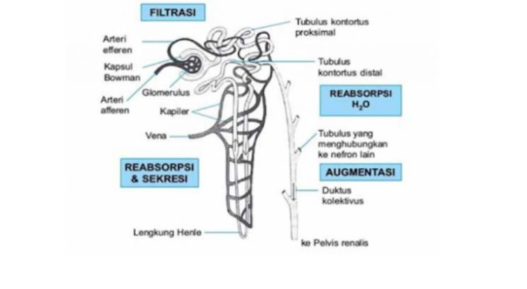Proses Pembentukan Urine Pada Manusia