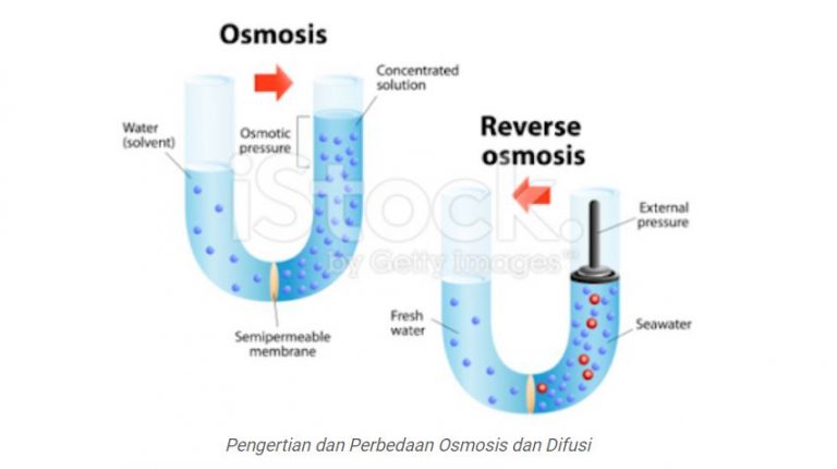 Pengertian dan Perbedaan Osmosis dan Difusi